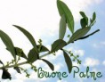 /album/galleria-fotografica/buonepalme-jpg/